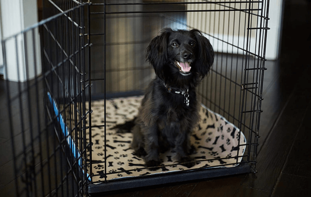 Praktisk gjenbrukbar hundetissepute. Perfekt for valpe- og hundetrening.