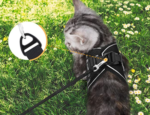 En katt iført trygg, justerbar kattesele og bånd, klar for en sikker utendørstur.