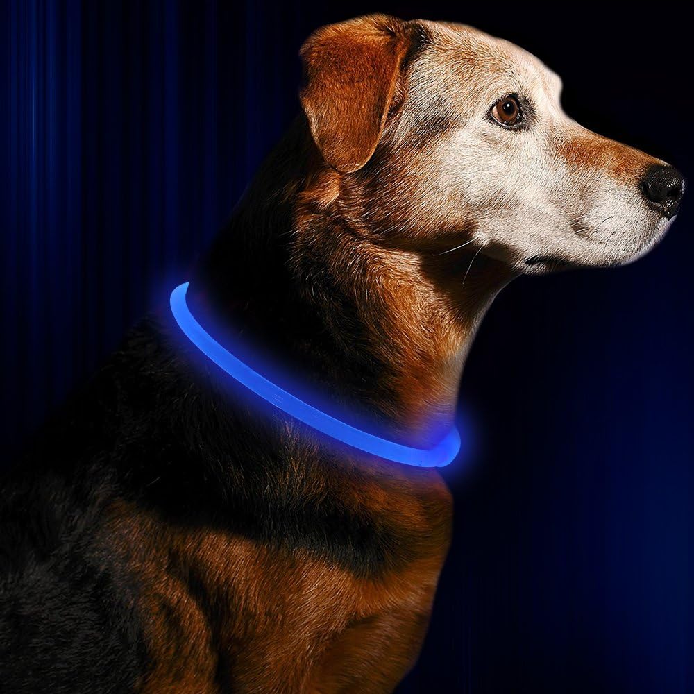 Opplyst LED-halsbånd på hund i skumringen, optimal forbedring av synlighet og sikkerhet.