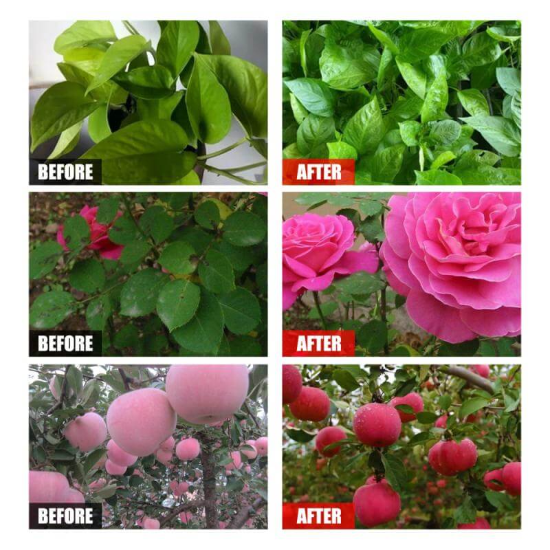 Nærbilde av frodige grønne blader, resultat av effektiv plantenæring. Styrker vekst og vitalitet.