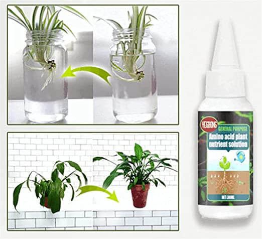 Fargerike blomster i full prakt, gjødslet med premium plantegjødsel for optimal blomstring. Hagebruk.