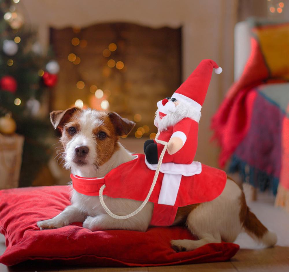 Juleantrekk hund, elegant og rødt. Hundeantrekk jul perfekt for et minneverdig familiebilde.