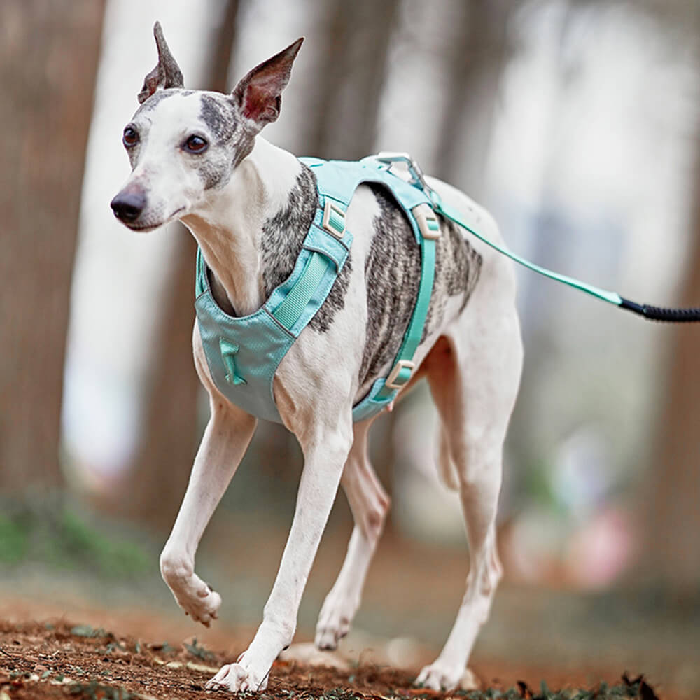 Sikker hundesele med to festepunkter for båndet, designet for å forhindre trekking.