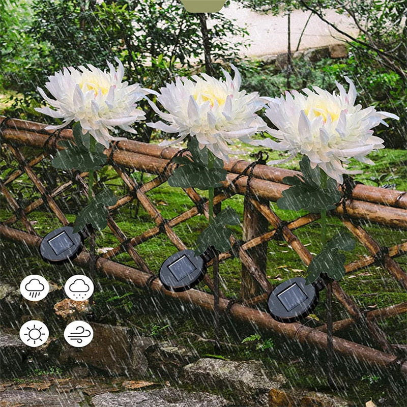 Sett med vanntette krysantemum solcellelys, perfekt for stemningsfull hagedekorasjon.