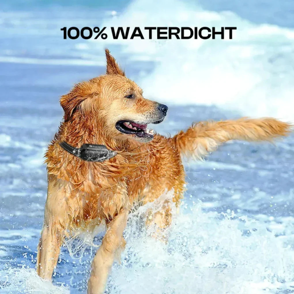 Vanntett treningshalsbånd med fjernkontroll på en hund, ideell for lydighetstrening og kontroll under alle utendørsaktiviteter.