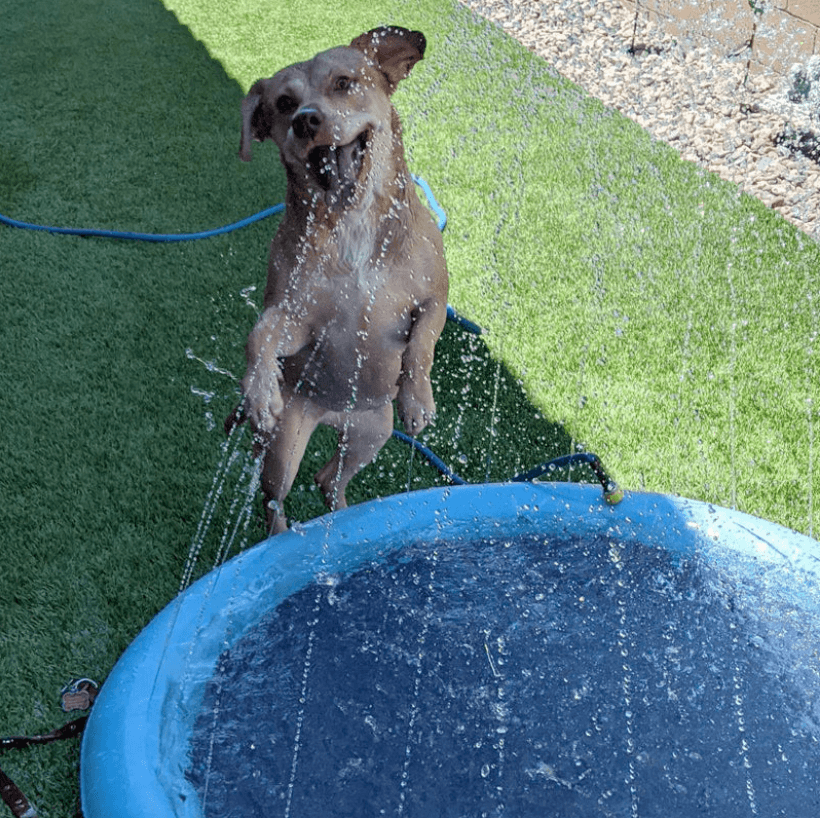 Blå hundesprinklerpute, trygg og morsom vannlek for kjæledyret ditt om sommeren.