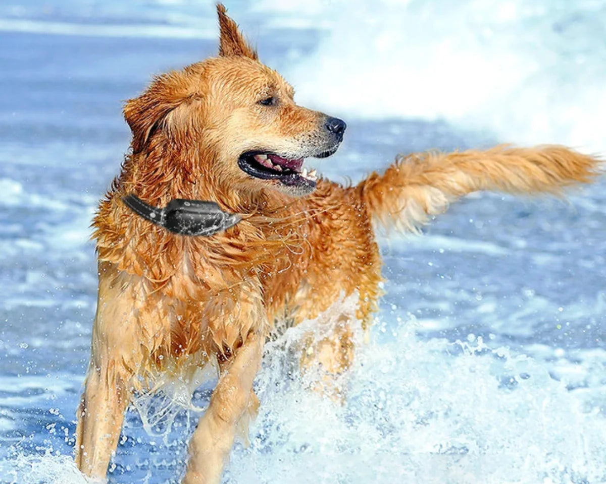 Hund med vanntett treningshalsbånd i aktivitet. Fjernkontroll hjelper til med lydighetstrening og trygg korrigering.