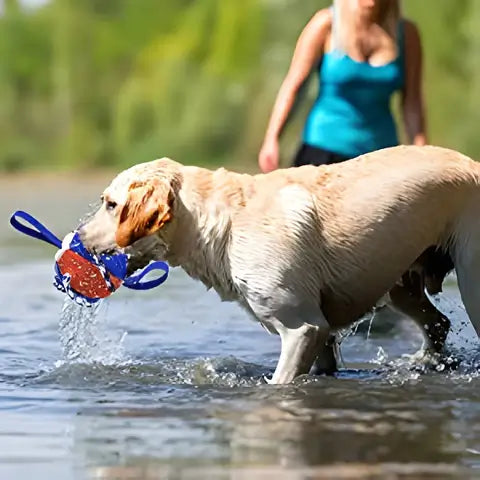 Hund leker med frisbee ball: Flott for felles lek og trening. En engasjerende aktivitet for kjæledyr.