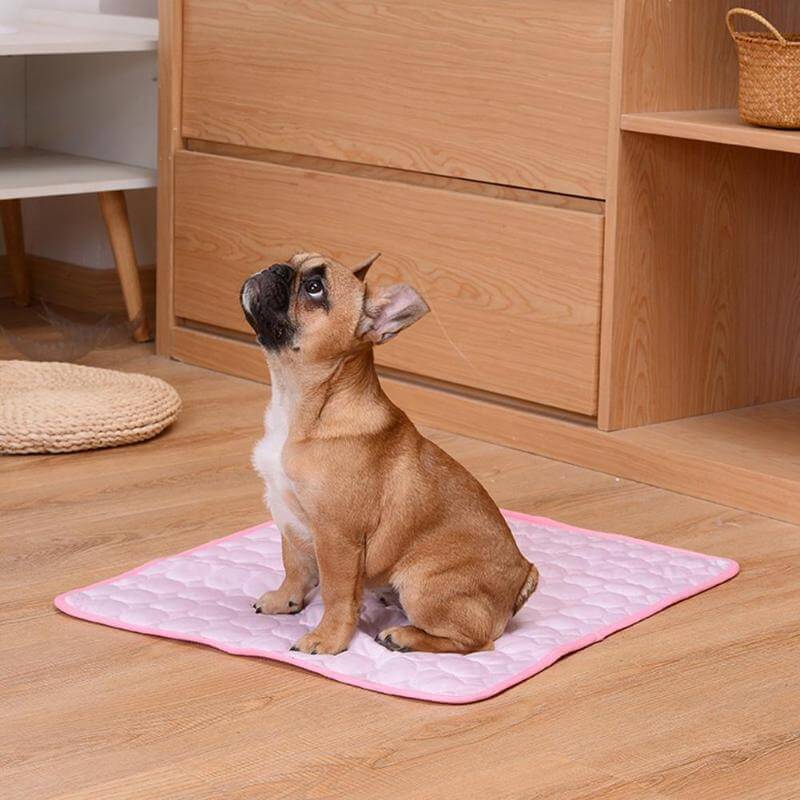 Essensiell kjølematte for hund og katt for å holde seg sval og komfortabel hele sommeren.