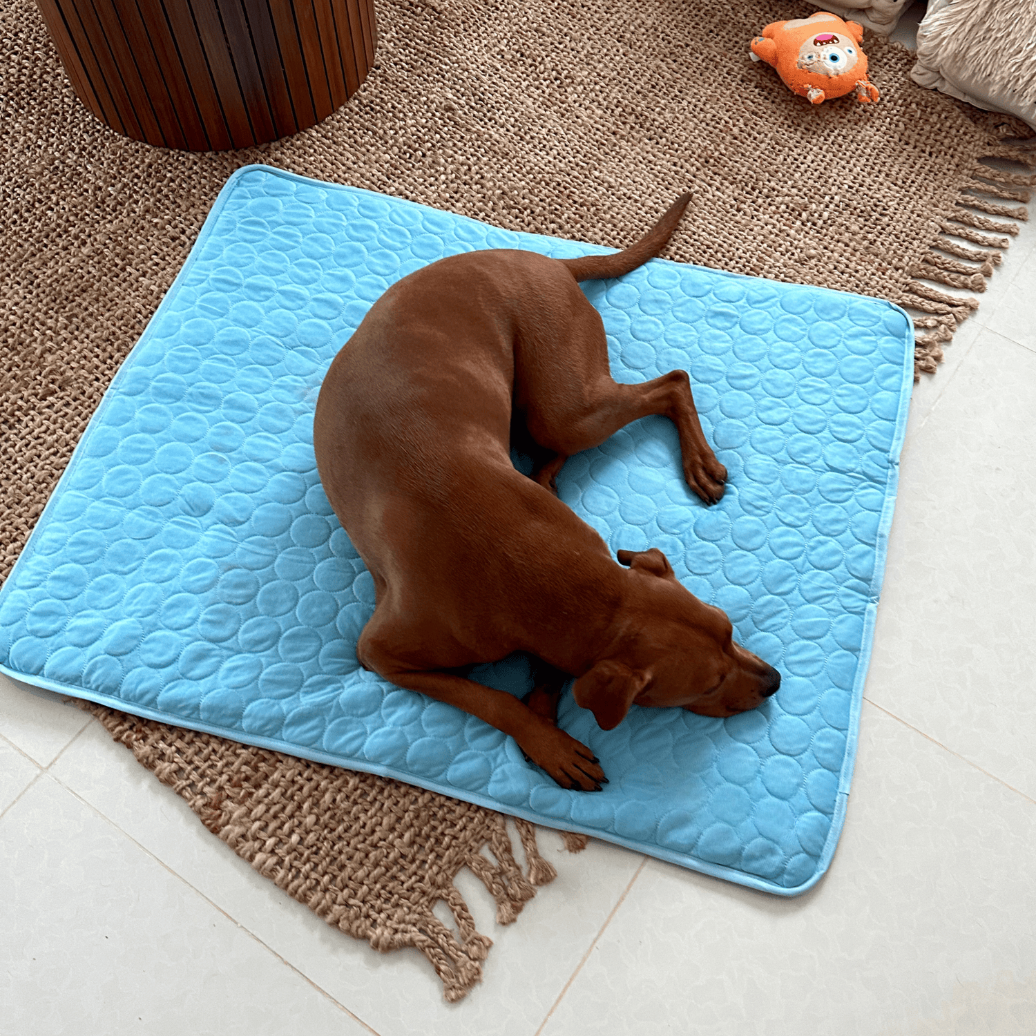 Kjølematte for hund, effektiv avkjøling. Perfekt for varme dager og sommerkomfort for kjæledyret.