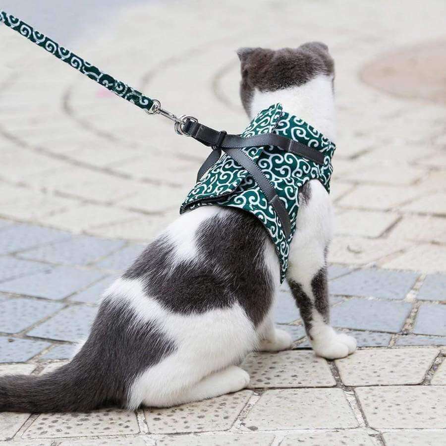 Katt iført komfortabel, justerbar kattesele og bånd, nyter en trygg utendørstur i naturen.