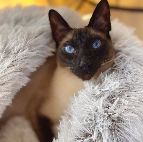 Trygg innendørs soveplass for hund og katt. Koselig og komfortabel kjæledyrhule med myk plysj hette.