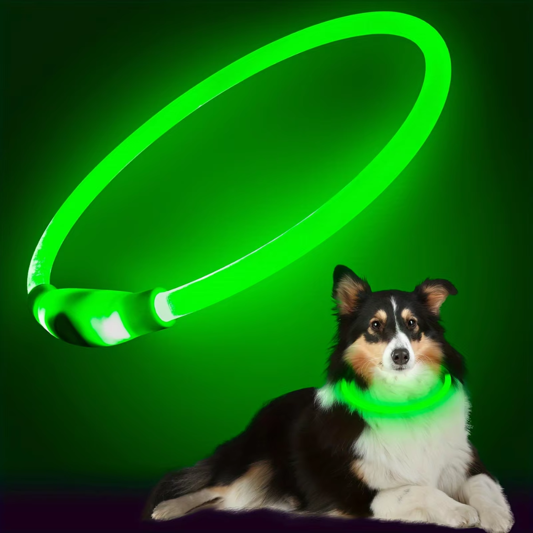LED hundehalsbånd med refleksdetaljer og USB-lading, klar for trygge turer.