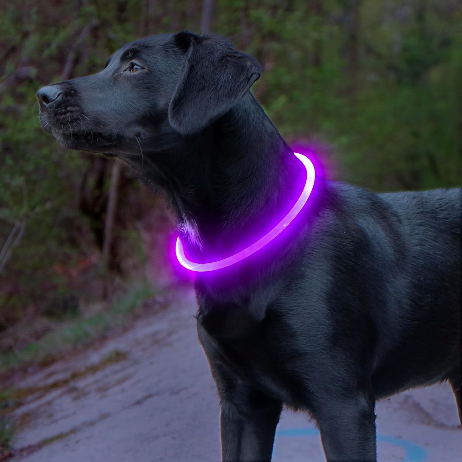Nærbilde av det sterke LED-lyset på et vanntett og oppladbart hundehalsbånd.