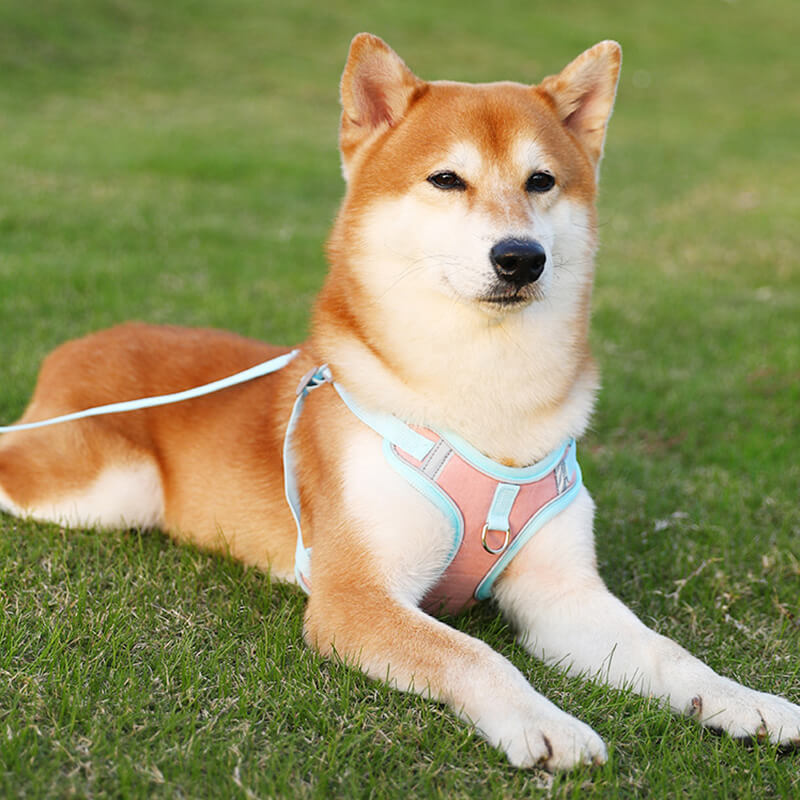 Komfortabel trekkfri refleksvest hundesele for alle raser og størrelser. Enkel å justere.