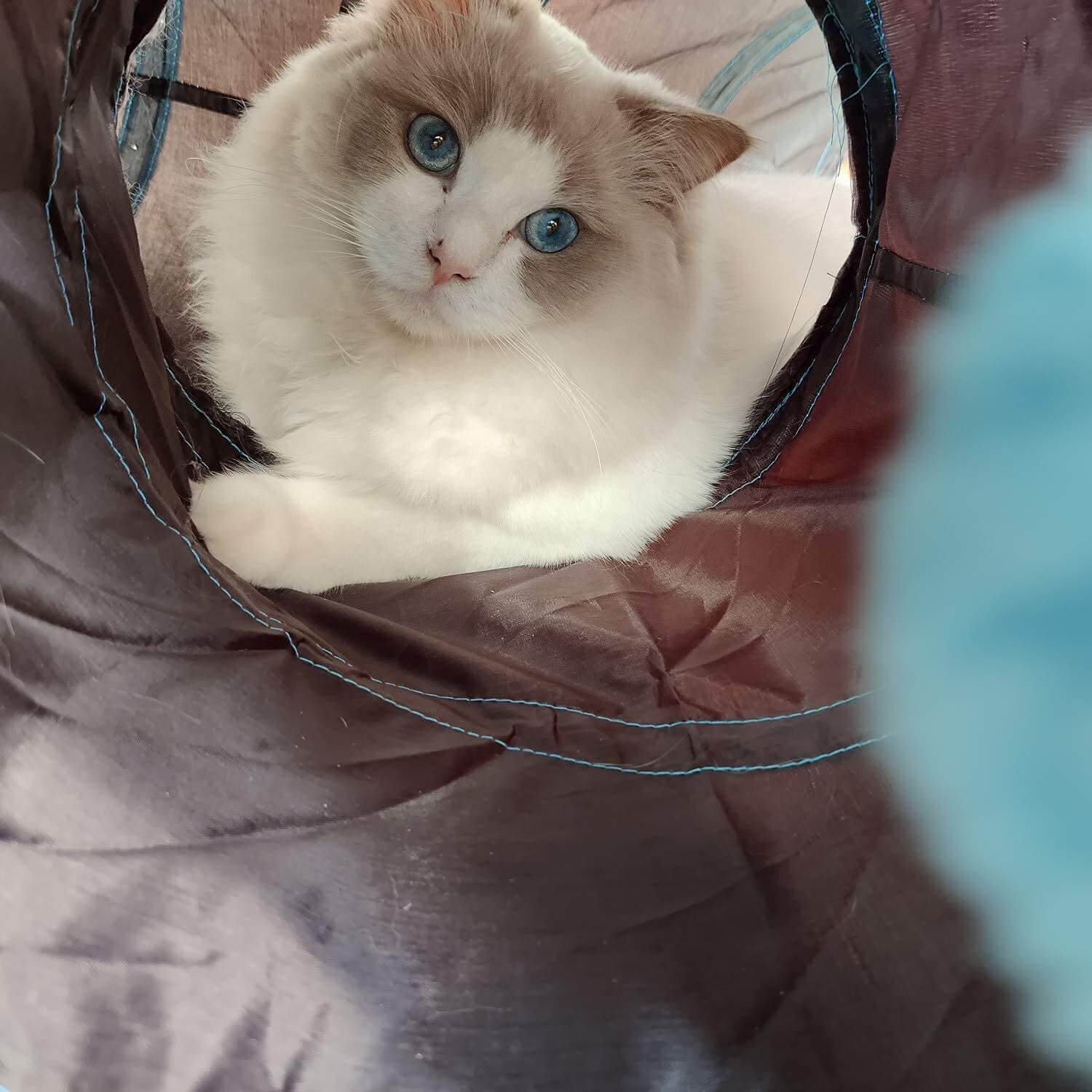 To katter utforsker en spennende sammenleggbar tunnel. Flott for parlek.