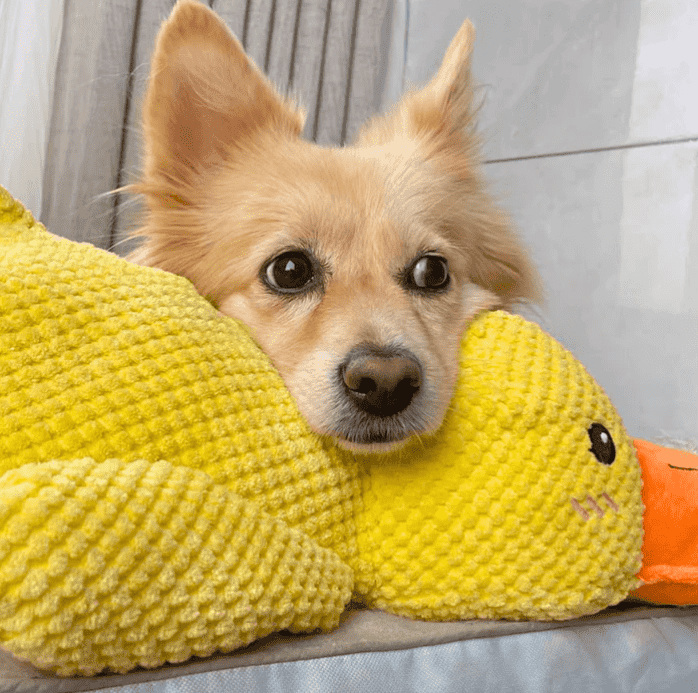 SnuggleQuack and mot separasjonsangst. Hjelper hunden å føle seg trygg og stressfri hjemme alene.