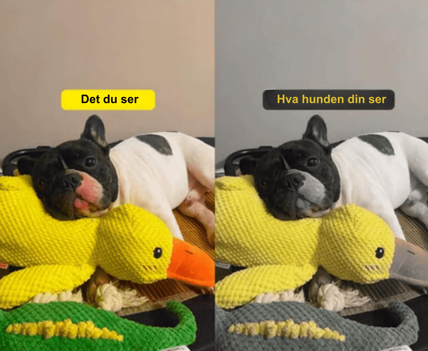 Dyrevennlig SnuggleQuack hundeleke. Beroligende effekt for stressede hunder, fremmer ro og velferd.