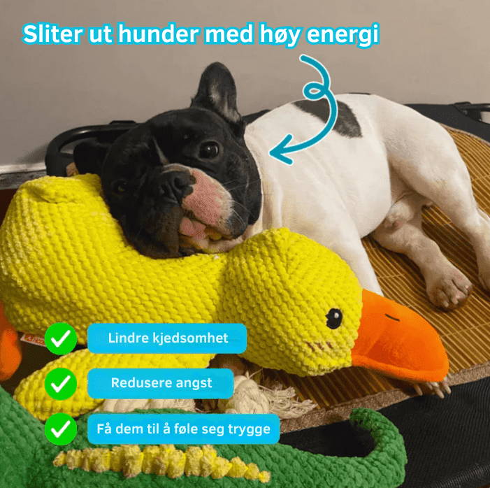Engasjerende SnuggleQuack hundeleke for trening og lek. Reduserer stress, stimulerer og beroliger valper.