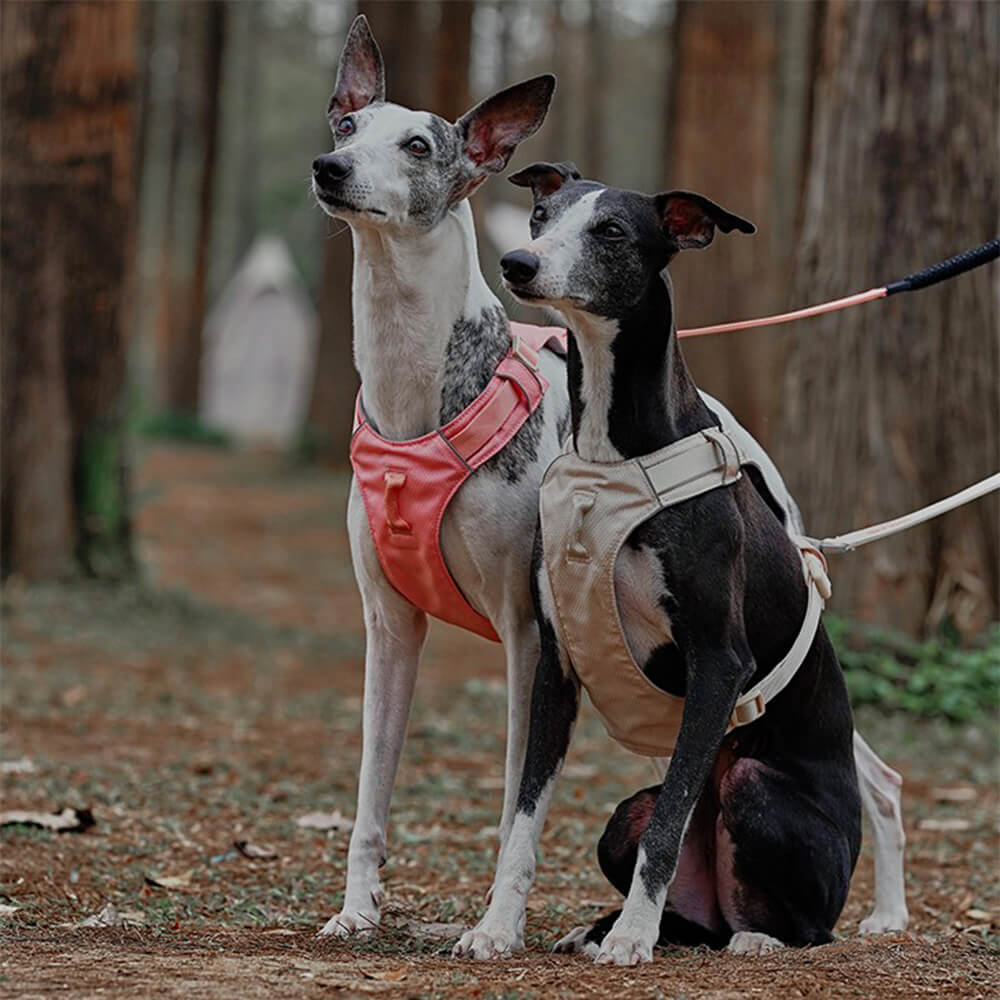 Anti-trekk hundesele i sort design med reflekterende sømmer for trygge kveldsturer.
