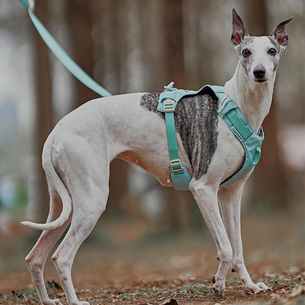 Robust hundesele og båndsett. Perfekt for aktive turer med din hund, gir god kontroll.