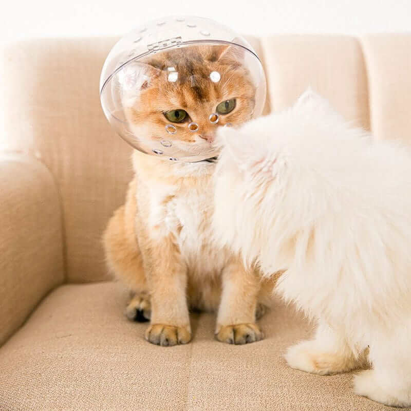 Katt bruker transparent anti-bite pleiehjelm under stell, forhindrer biting og gir rolig pleie.
